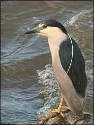Oiseau chassier d'Europe centrale et mridionale, proche du hron,  plumage vert fonc sur le dos.