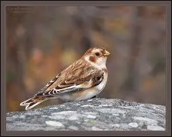 Petit passereau nichant  terre ou trs prs du sol.