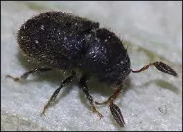 Insecte coloptre trs nuisible qui creuse des galeries rayonnantes dans les arbres des forts.