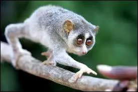 Mammifre primate arboricole de l'Inde de moeurs nocturnes, mangeur de fruits et d'insectes.