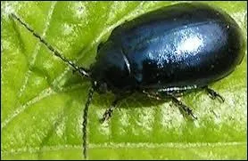 Insecte coloptre qui dcrit des cercles sur la surface des eaux calmes en Europe, Asie occidentale et Afrique du Nord.