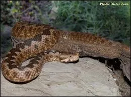 Vipre  tte triangulaire des Balkans et du Proche-Orient dite vipre des sables.