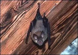 Chauve-souris commune des rgions tropicales et tempres de l'Europe et de l'Asie.