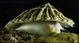 Mollusque gastropode comestible  coquille conique trs abondant sur les rochers dcouvrant  mare basse.