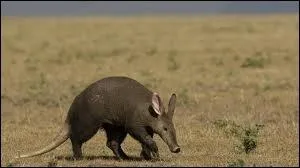 Mammifre nocturne d'Afrique qui se nourrit de termites et de fourmis qu'il capture  l'aide de sa longue langue visqueuse.