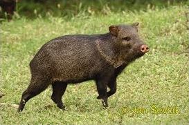 Quiz Animaux
