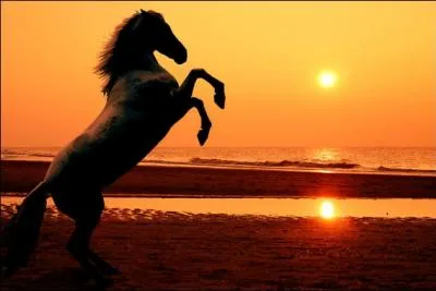 Que fait le cheval sur la photo ?