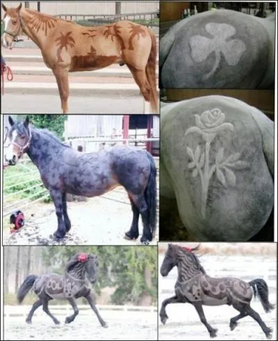 Combien de types de tontes pour chevaux existe-t-il ?