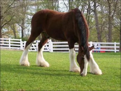 Quelle race de cheval est une race lourde ?