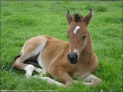Les chevaux dorment...