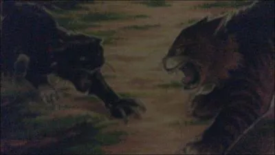 Pourquoi veut-il tuer toile du Tigre ?