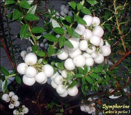 Ces petites baies blanches sont celles de la symphorine, et sont fréquentes dans les jardins. Quel est leur intérêt ?