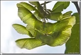 Cet arbre sympathique produit un fruit  2 ailettes, qui tournoyent et forment un petit hlicoptre grcieux et rapide. Le but du jeu est de l'actionner pour le faire dposer au bon endroit. C'est ?