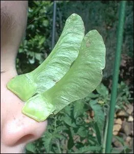 Toujours avec ce mme arbre, on peut comme on le voit sur la photo, se fabriquer un nez en trompette...  condition... ?