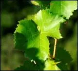 Pourquoi donc les enfants aimaient-ils suoter les tiges de la vigne ?