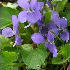 On peut faire des bonbons dlicieux trs facilement, avec du blanc d'oeuf et du sucre badigeonns sur des ptales trouvs en fort. Lesquels ?