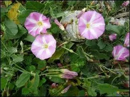 Ce petit jeu trs amusant  faire en groupe se pratique avec la fleur en photographie, dont il faut retrouver le nom. On la place sur le bout de son nez, et on aspire l'air, on tient le + longtemps...