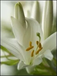 Le petit jeu  Qui est amoureux ?   marche  tous les coups si vous disposez des fleurs aux longs calices intrigants de la photo. Il suffit de se pencher pour regarder au fond...