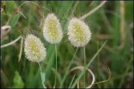 C'est arm de l'herbe sauvage de la photographie qu'on joue   Qui m'a chatouill ?  , en se dpchant de cacher l'herbe derrire son dos tandis que le candidat rouvre les yeux...