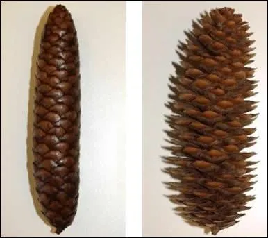 Ce fruit du pin et du sapin est joli, et utile pour connatre  quoi donc  sans ouvrir la radio ?