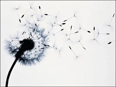 On peut faire un voeu sous une toile filante mais il est une fleur des champs fabuleuse pour cela, avec ses milliers de petits parachutes qu'il faut faire s'envoler d'un coup, d'un souffle...