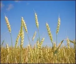 Pour avoir de l'argent toute l'anne  venir, que faut-il faire entrer comme plante dans sa maison,  condition d'en avoir 7 (13 pour certains) ?