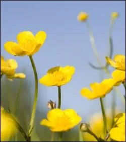 Pour savoir si on aime le beurre, on place la corolle nacre du bouton d'or sous le menton, afin de vrifier s'il y a un reflet jaune. Mais le mme exercice signifie aussi du fait du rayonnement...