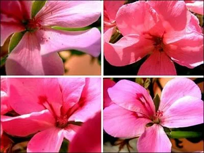 Les ptales du granium sont arrondis  leur bord externe, et fins  leur attache, et ont juste la bonne taille. Les petites filles les choisissent dans de belles couleurs pour en faire. . ?