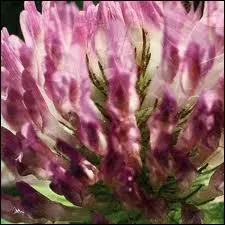 Cette jolie fleur, blanche ou rose, est dlicieuse et sucre. On en dtache les ptales un  un et on les suote  la base qui a un got de miel. Il s'agit ?