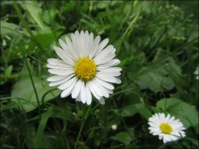 A condition de choisir les fleurs aux plus longues tiges, on peut facilement transformer les trfles et les pquerettes en ce qui tait un cadeau  langage des temps mdivaux...