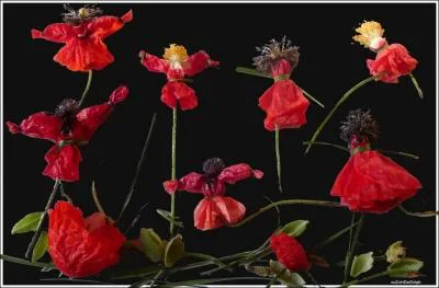 Avec de la dlicatesse, et un peu d'imagination crative, on peut faire des poupes en coquelicot. Et pour que le jupon de la poupe ressemble  du taffetas... . ?