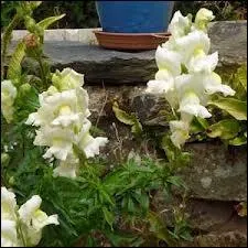 Avec ces fleurs, qui existent aussi en fleurs sauvages, on peut fabriquer un genre de marionnettes et inventer des histoires...