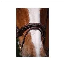 Cette muserolle est une muserolle...