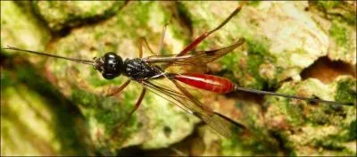 Zoologie. Organe permettant de percer des trous pour enfouir les oeufs.
