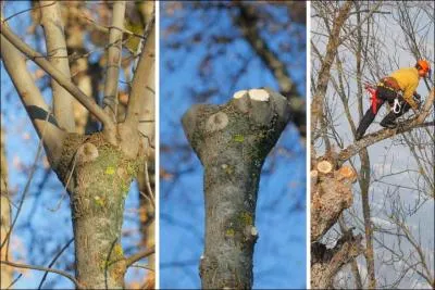 Cochez la liste contenant des synonymes.