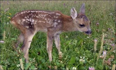 Vous tes un film d'animation. qui a marqu son poque, dans lequel  Le Grand Prince  avertit le hros que sa mre ne sera plus jamais auprs de lui !