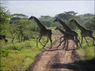 A mon arrive en bordure du rift est-africain, le guide parle le kiswahili. Je visite le Serengeti, le site de l'Olduvai Gorge, le Kilimandjaro et la caldira du N'Gorongoro. Je suis...