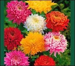 Offrir des chrysanthmes ou des oeillets...