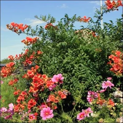 Le jasmin-trompette sonnera votre renommée ou dansera le flamenco au vent. Quel autre nom, mis à part bignone, porte-t-il ?