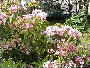 Le laurier des montagnes est proche des rhododendrons. On l'appelle aussi :