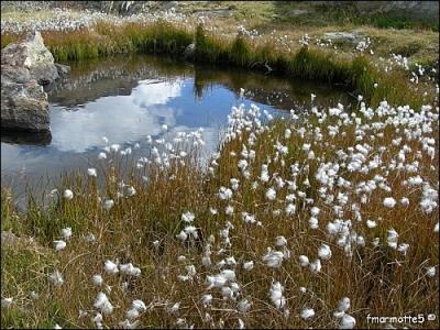 On se sert de leurs soies aussi chaudes que les plumes d'eider, en Laponie, pour garnir des vêtements.