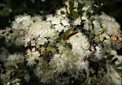 En région méditerranéenne, cette plante endémique est utilisée pour la confection de liqueurs. Que reconnaissez-vous ?