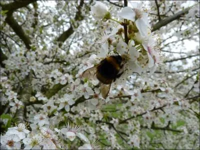 Que visite ce bourdon ?