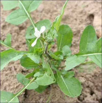 On ne lui laisse pas le temps de fleurir. Elle compose nos salades bien avant ! Quelle est cette modeste fleur blanche ?