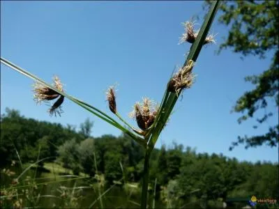 L'inflorescence se présente en ombelle simple, terminale, de 2 à 5 épillets ovoïdes et roussâtres.