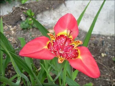 Belle et pas féroce, de la famille des Iridacées. Admirez-la au Guatémala : la tigridia pavonia.