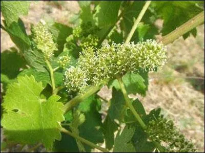 Elles ne sont pas à cueillir. Durant quelle période fleurissent les vignes ?