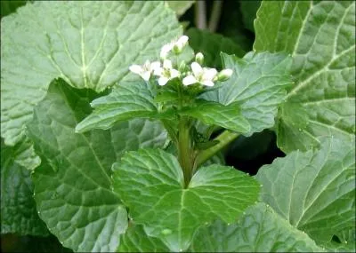 De la même famille que le raifort, il est le condiment incontournable de la cuisine japonaise. Il est appelé " Rose trémière des montagnes" pour ses feuilles larges, rondes et gaufrées.