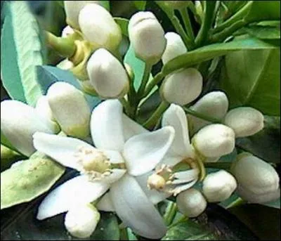 Un petit retour sur nos pas. En effet, nous venons de rater les allées où fleurissent les :