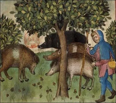 Sous quels arbres se trouvent les porcs ou sangliers qui font un festin ? Je propose le nom latin.